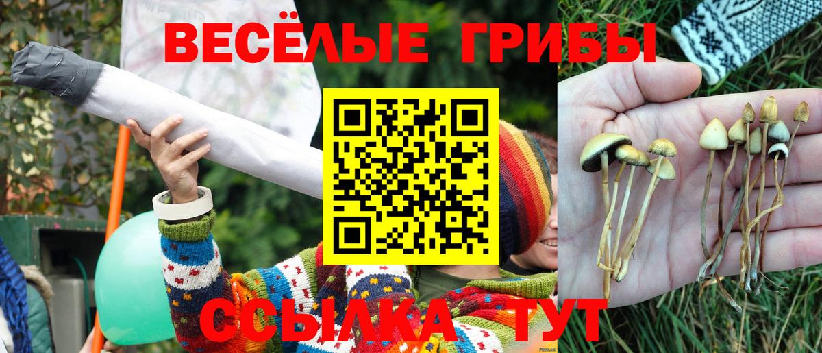 Галлюциногенные грибы Cubensis Малгобек